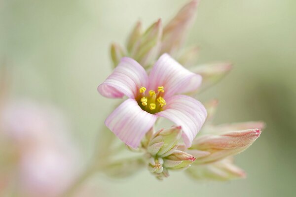 A branch of an inflorescence of delicate pink buds