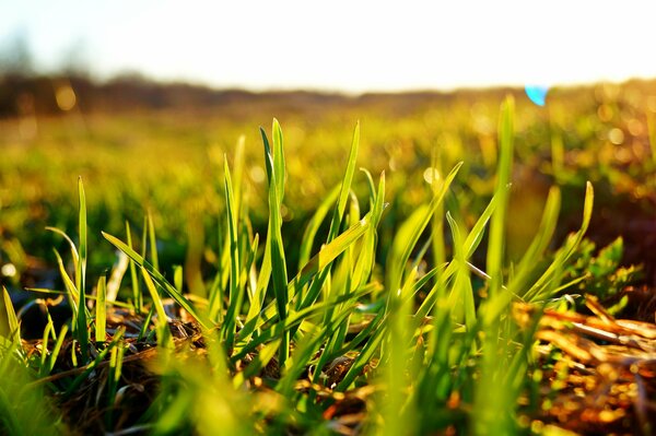 Verano después con hierba verde