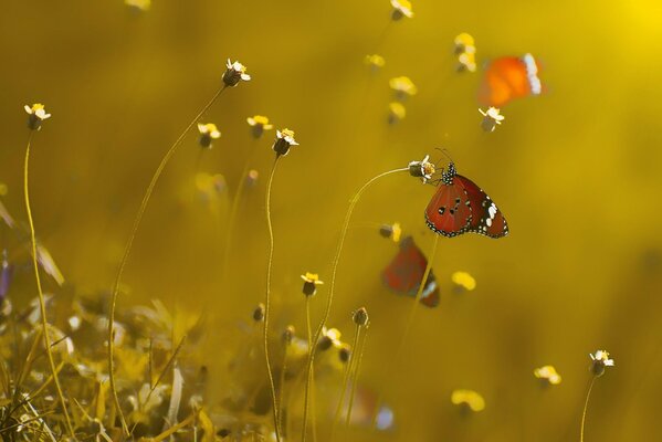 Fotografía macro de mariposas que vuelan a las flores