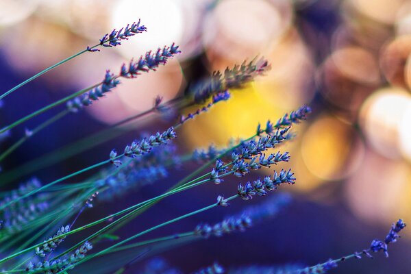 Fleurs lovanda et reflets