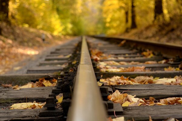 Traversine ferroviario nella foresta d autunno