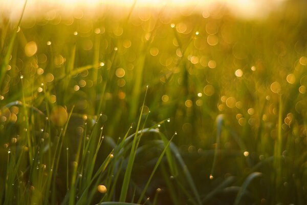 Herbe couverte de rosée tôt le matin