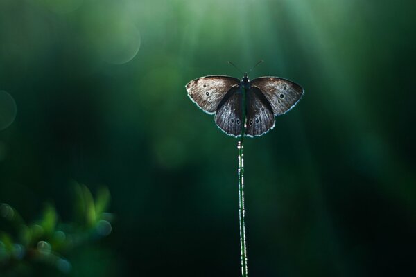 A butterfly on a reed in the rays of light