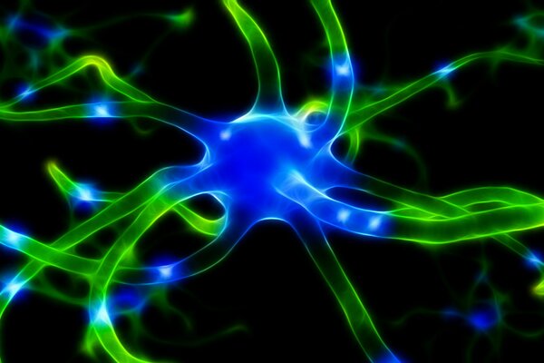 Parte del sistema neuronal del cuerpo