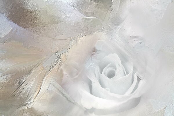 A white rose on the background of a plastered wall