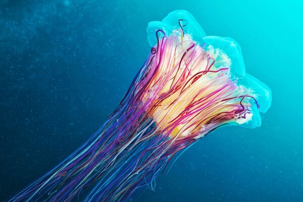 Colored underwater jellyfish in the ocean