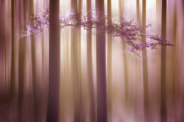 Naturaleza flores árbol en flor y hojas