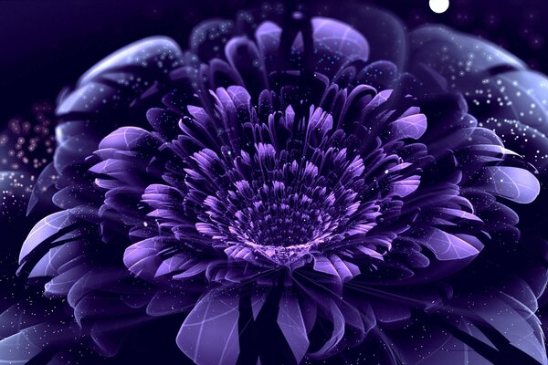 Purple flower on a dark background