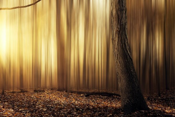 Waldfläche; die Geister des Waldes; Stille inmitten der Winde; die Ursprünge des Lebens