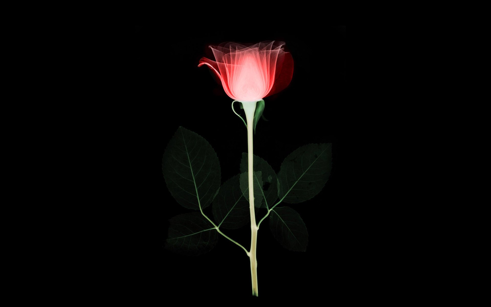 hintergrundbilder rose blume knospe stamm blütenblätter blätter