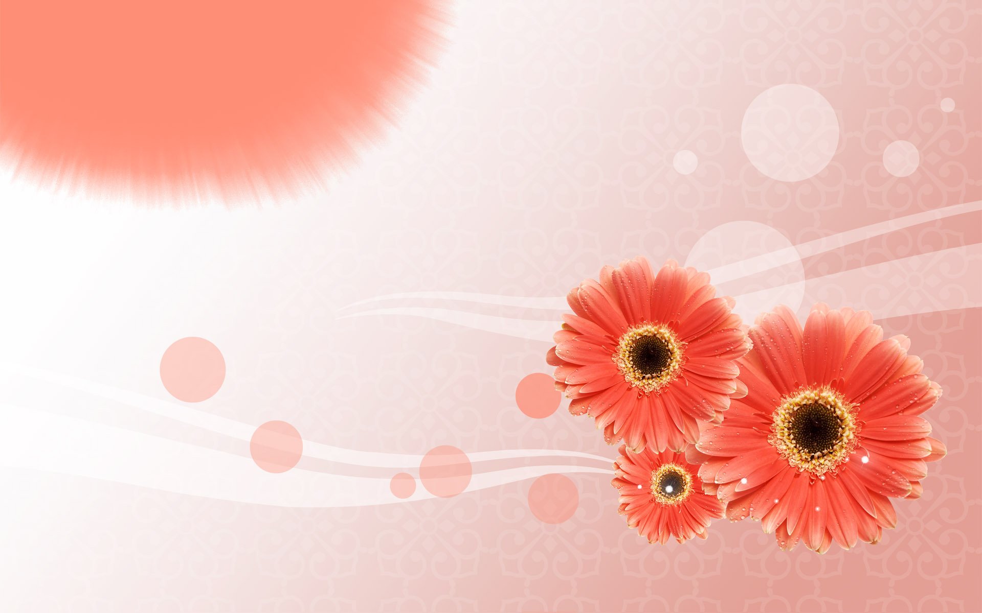 flower gerbera card wallpaper line following