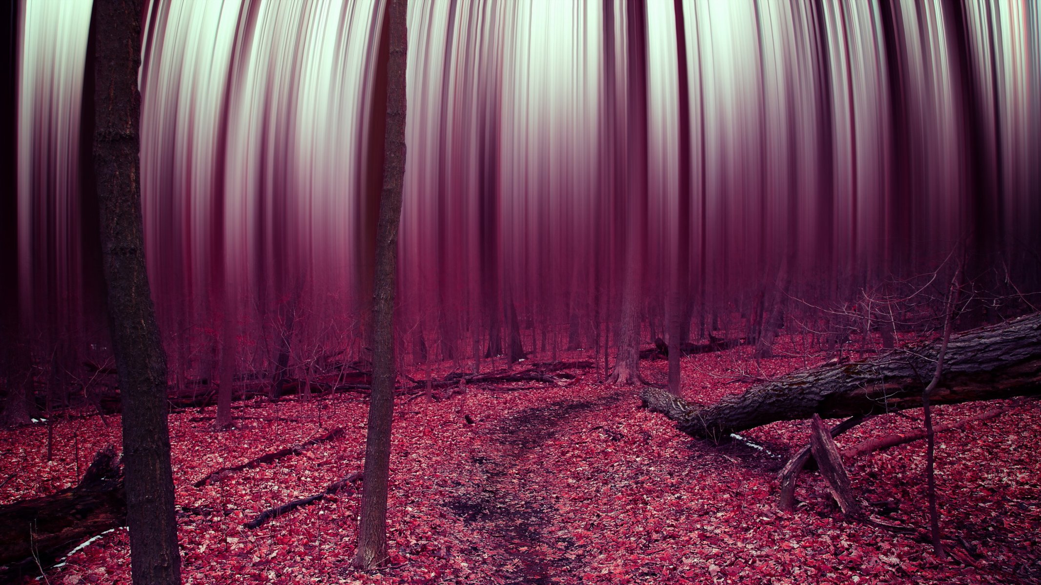 foresta astratto alberi foglie