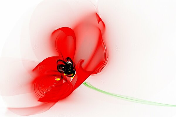 A lying poppy on a white background