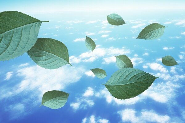 Foglie che volano contro il cielo