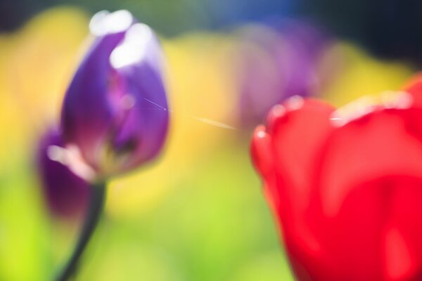 Flores de tulipán borrosas sin foco