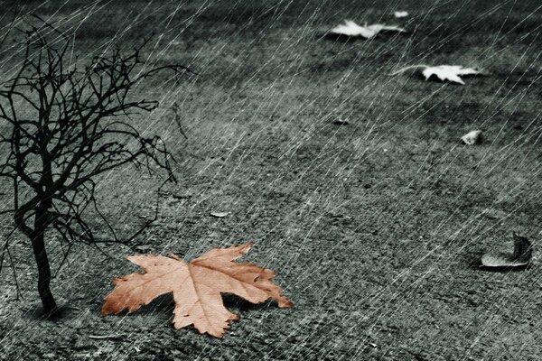 Hoja de otoño en la lluvia sobre un fondo gris