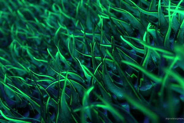 Beautiful macro image of green grass