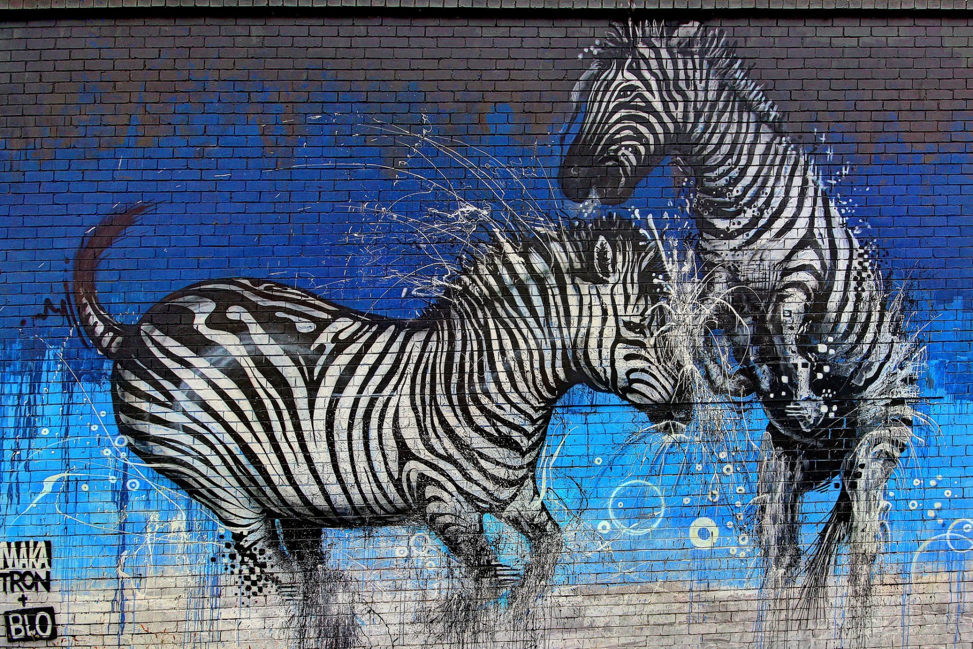 graffiti parete vernice zebre