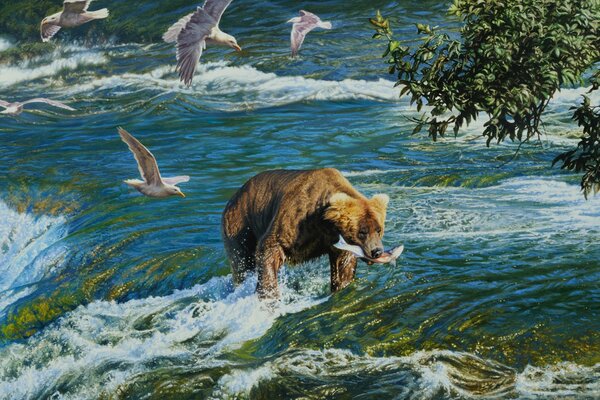 Niedźwiedź na polowaniu. Rzeka i mewy