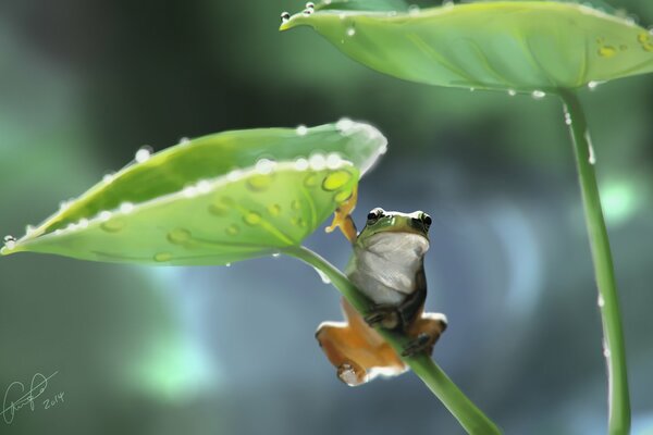 Ruhe den Frosch am frühen Morgen