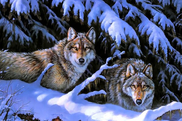 Two wolves among the winter beauty