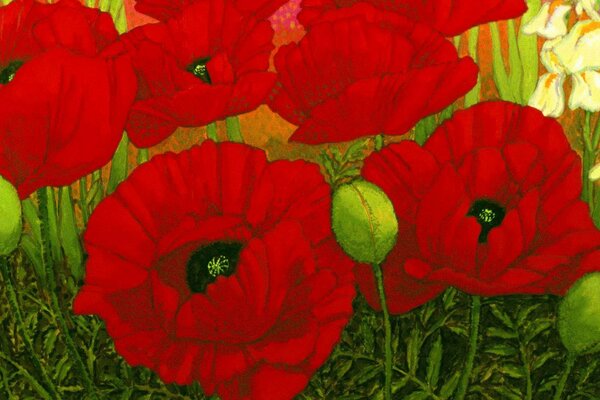 Coquelicots rouges dans le champ