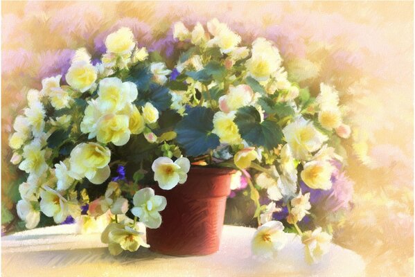 A pot of flowering begonias is on the table