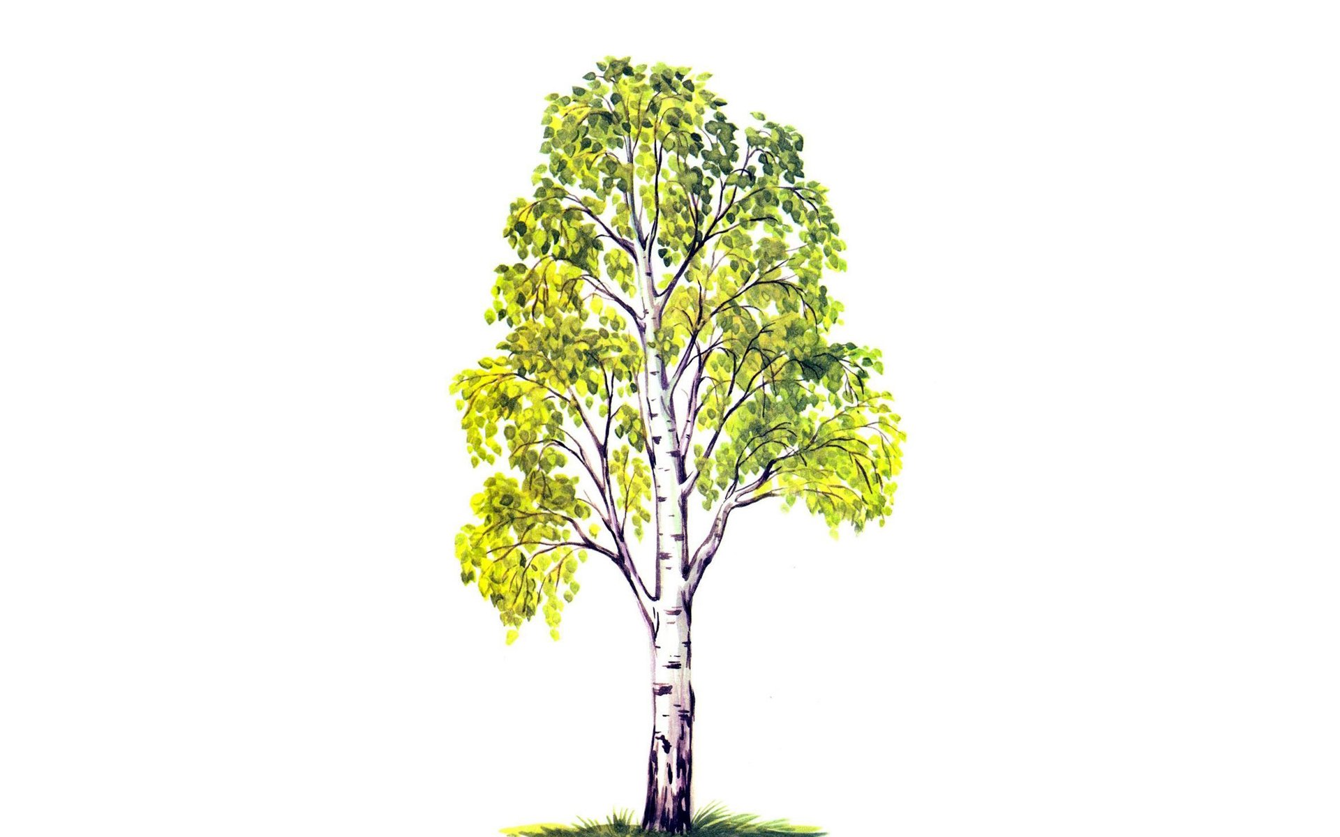 árbol abedul follaje hojas patrón fondo blanco verde