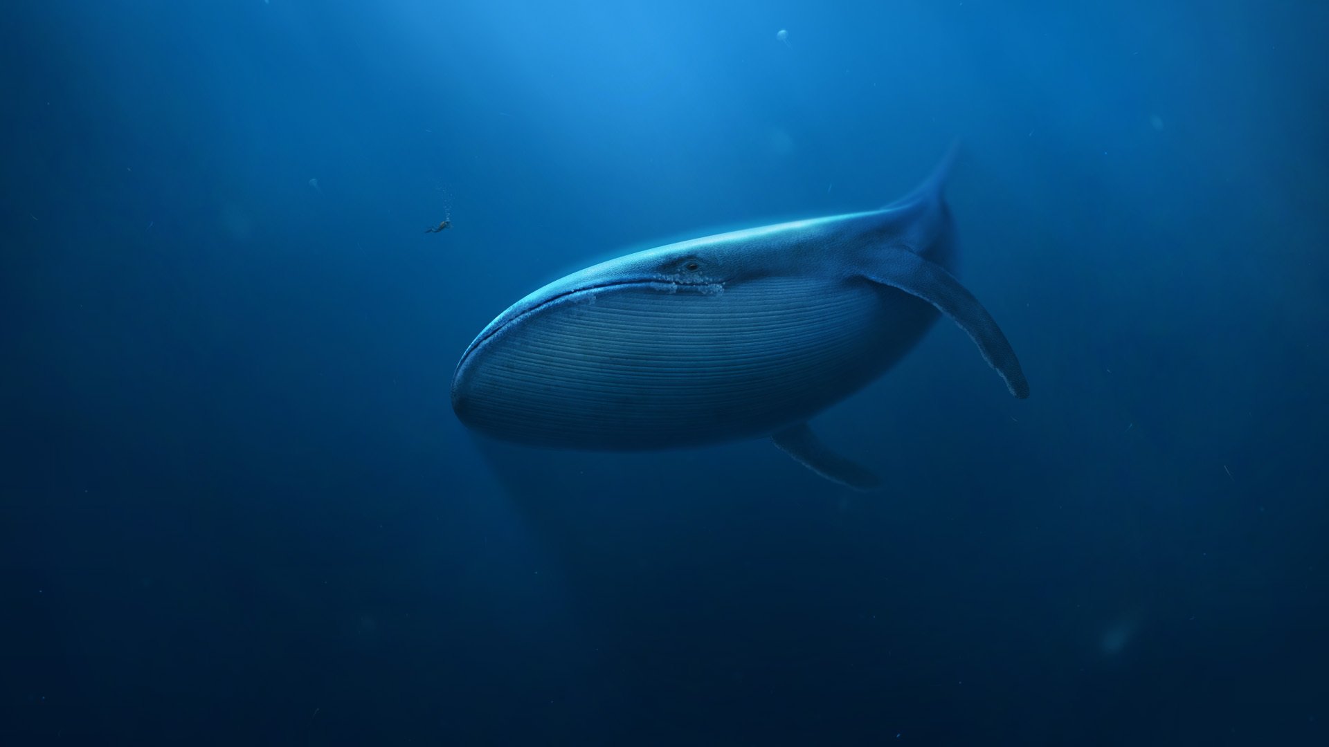 art sous l eau baleine mer homme plongée sous-marine géant