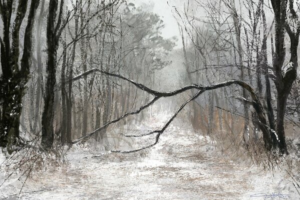 Winter picture of a sad forest