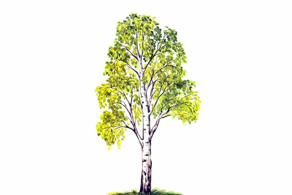 Simple drawing of a birch tree on a white background