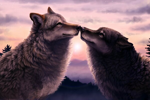 Forest wolf and she-wolf at sunset