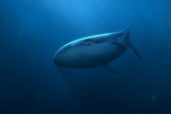 A giant whale swims across the expanses of waters