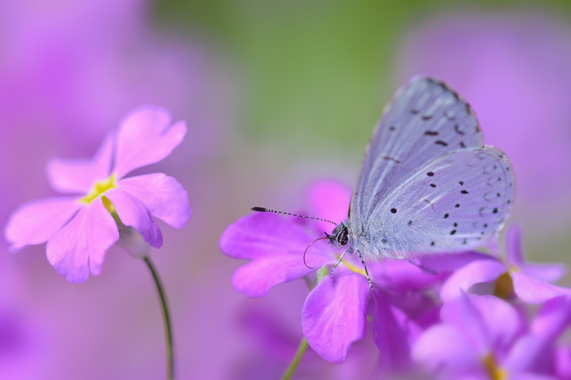 fleurs rose lilas papillon flou