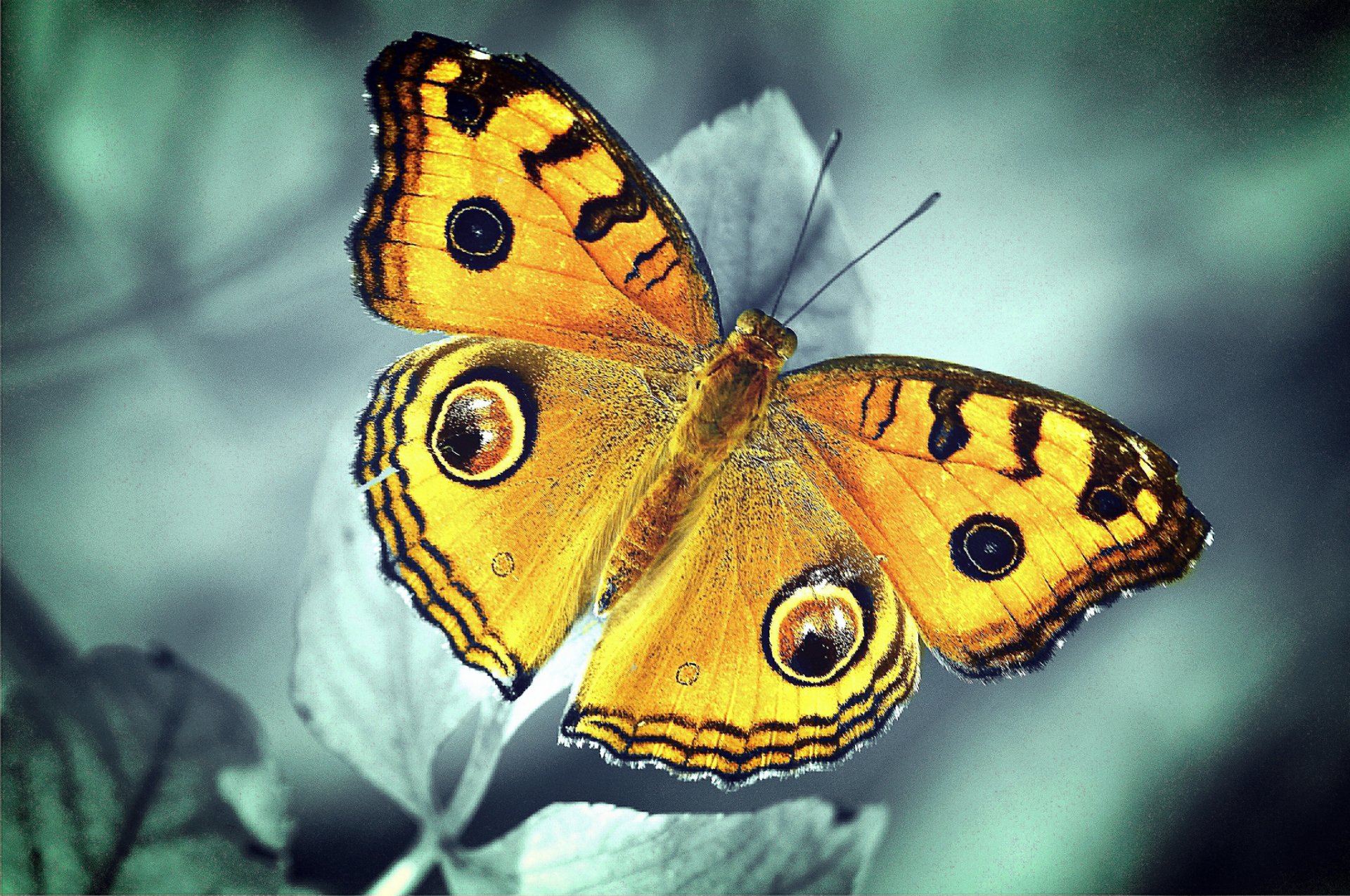 plant leaves butterfly orange