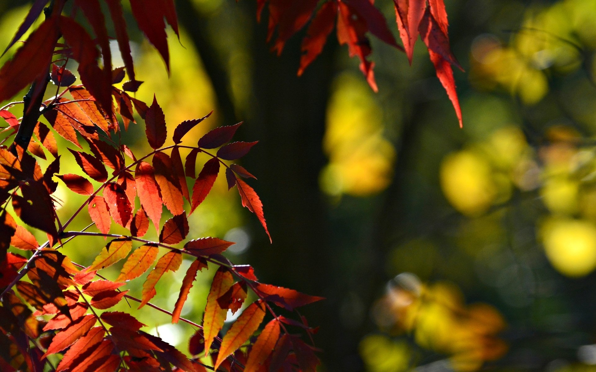 macro tree leaves leaves red bokeh blur leave macro background wallpaper widescreen fullscreen widescreen widescreen