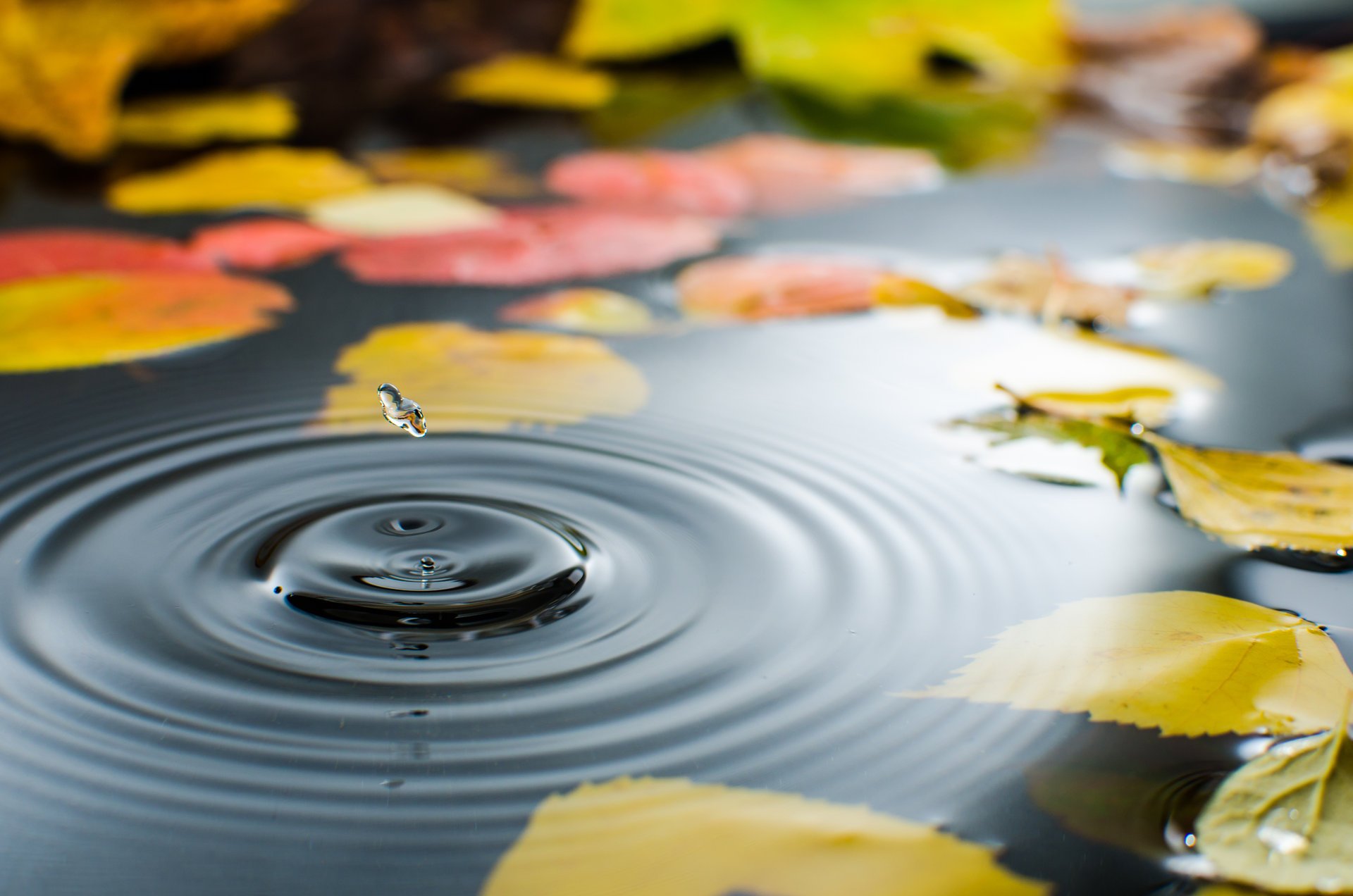 charco agua gota hojas otoño