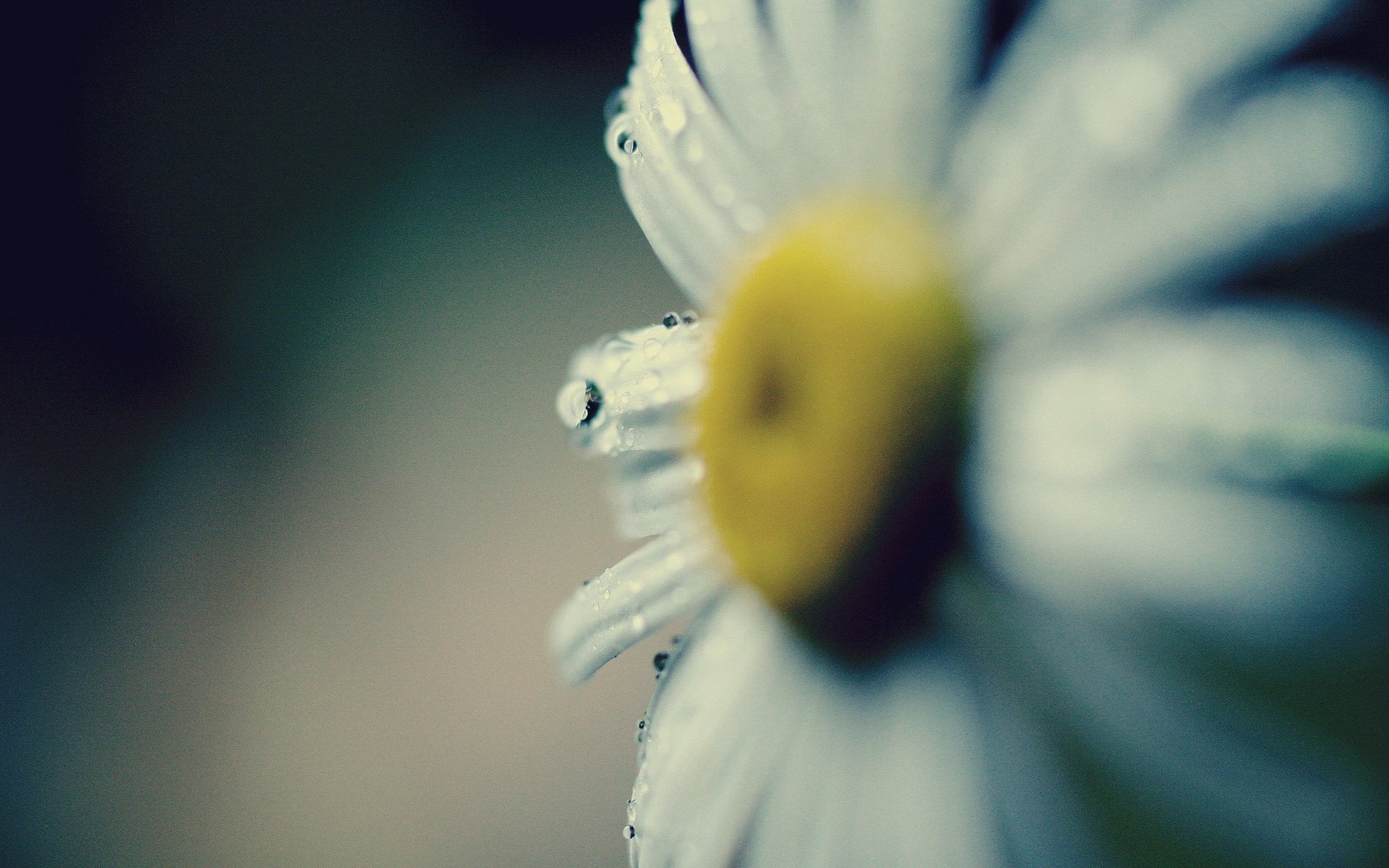 macro marguerite fleur fleur pétales gouttes rosée eau jaune fond macro papier peint écran large plein écran écran large