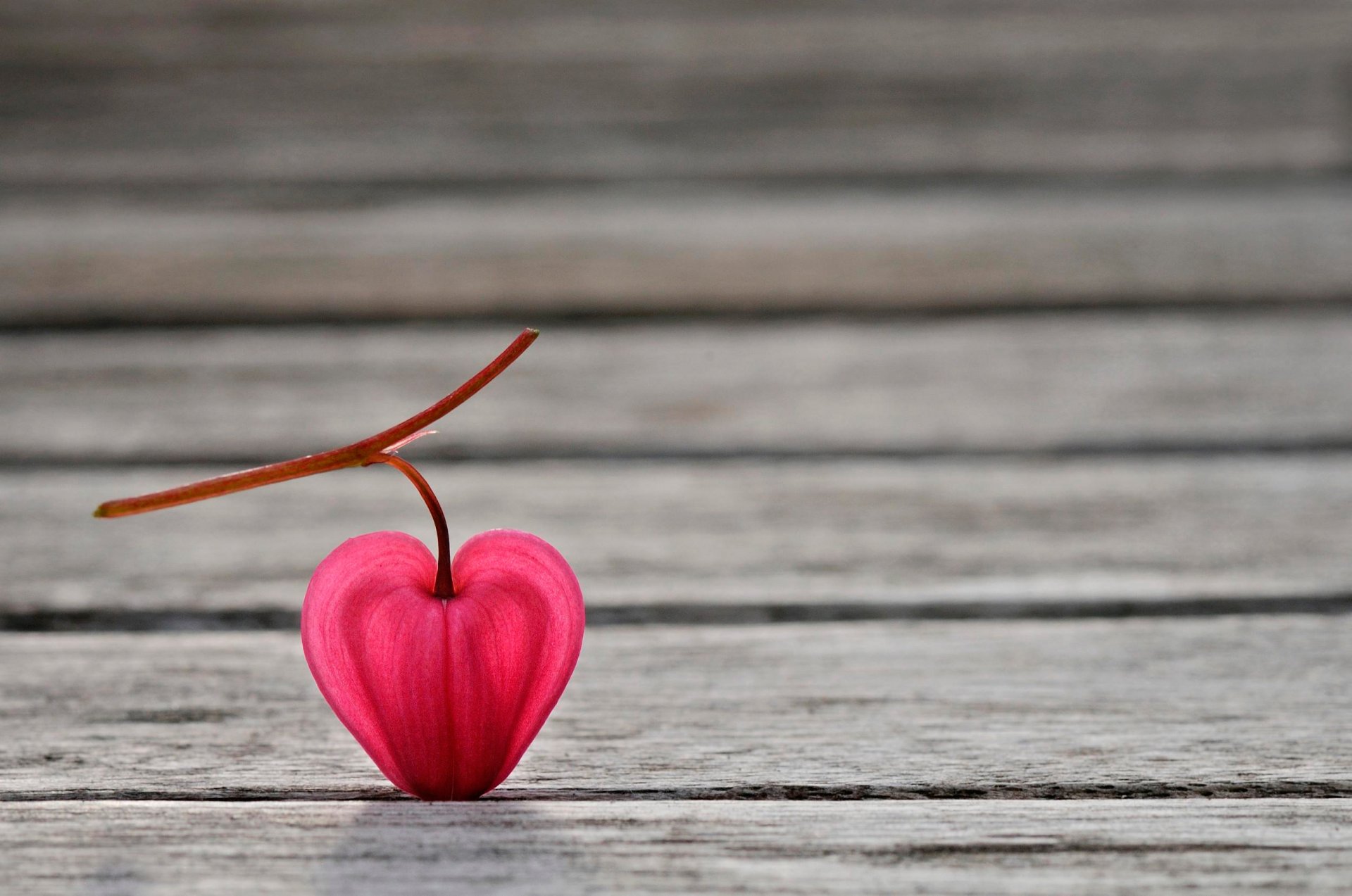 natural heart flower petal