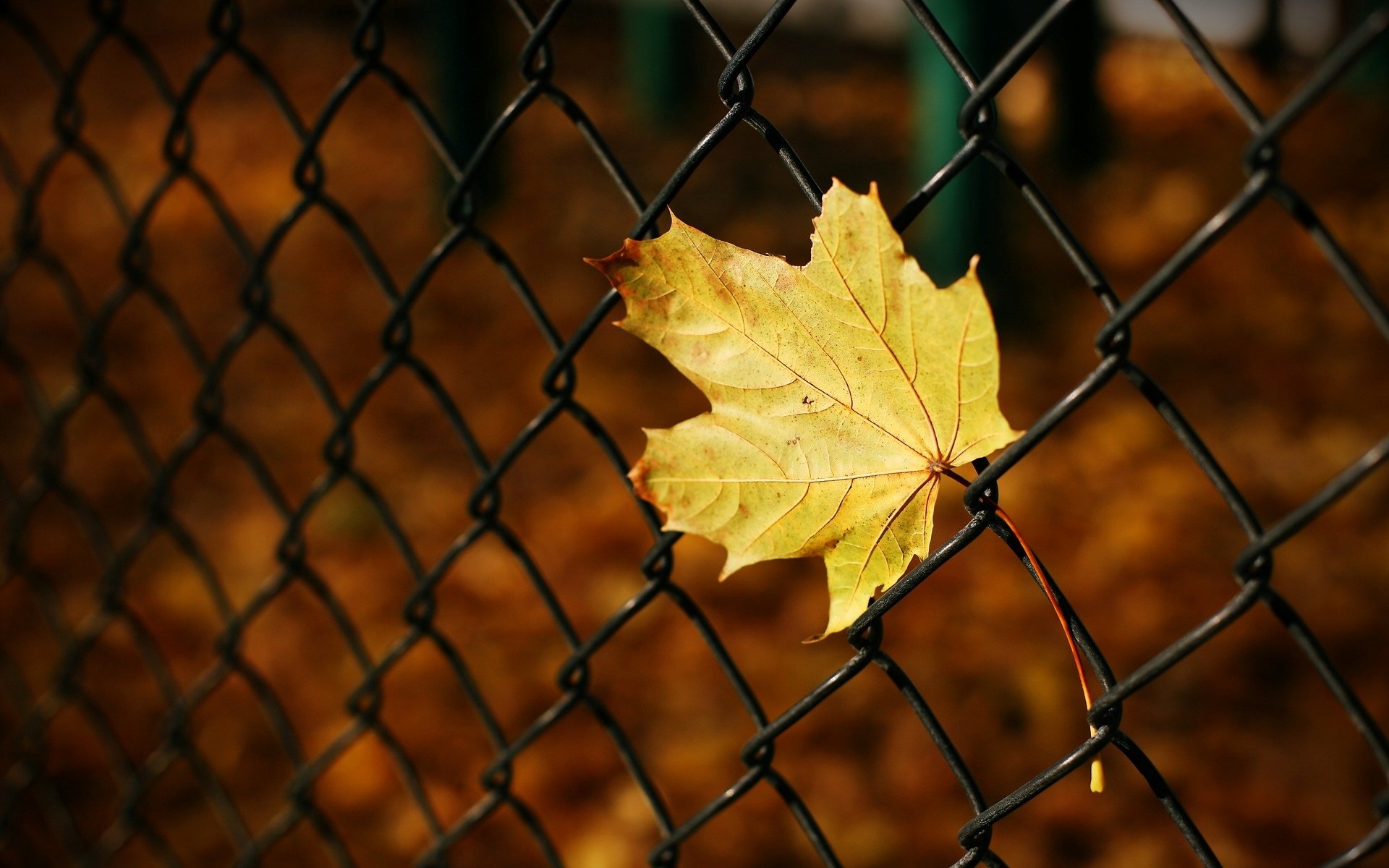 macro leaf leaflet yellow grid fence autumn macro background blur wallpaper widescreen fullscreen widescreen