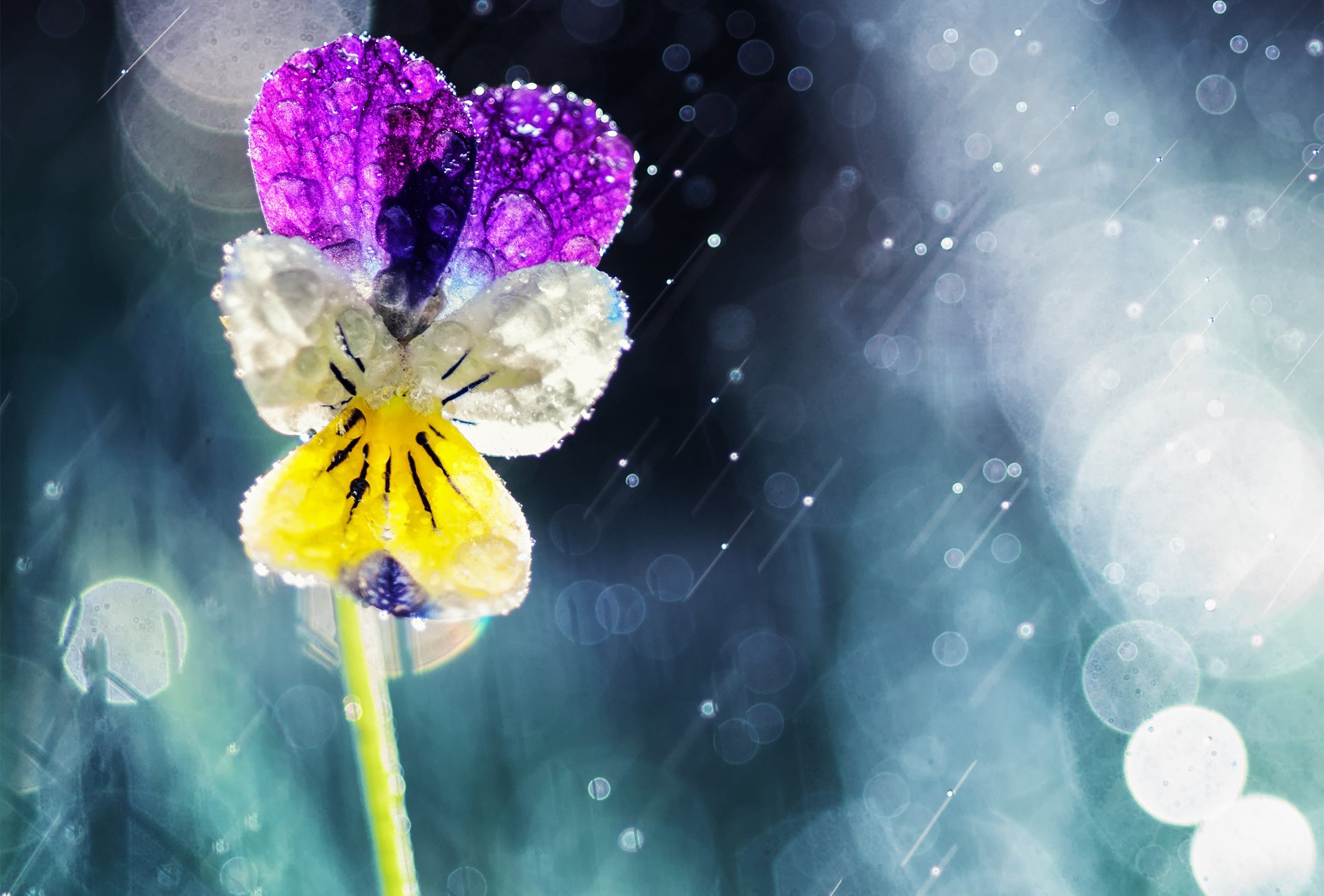 fleur gouttes pensées viola bokeh pluie soleil