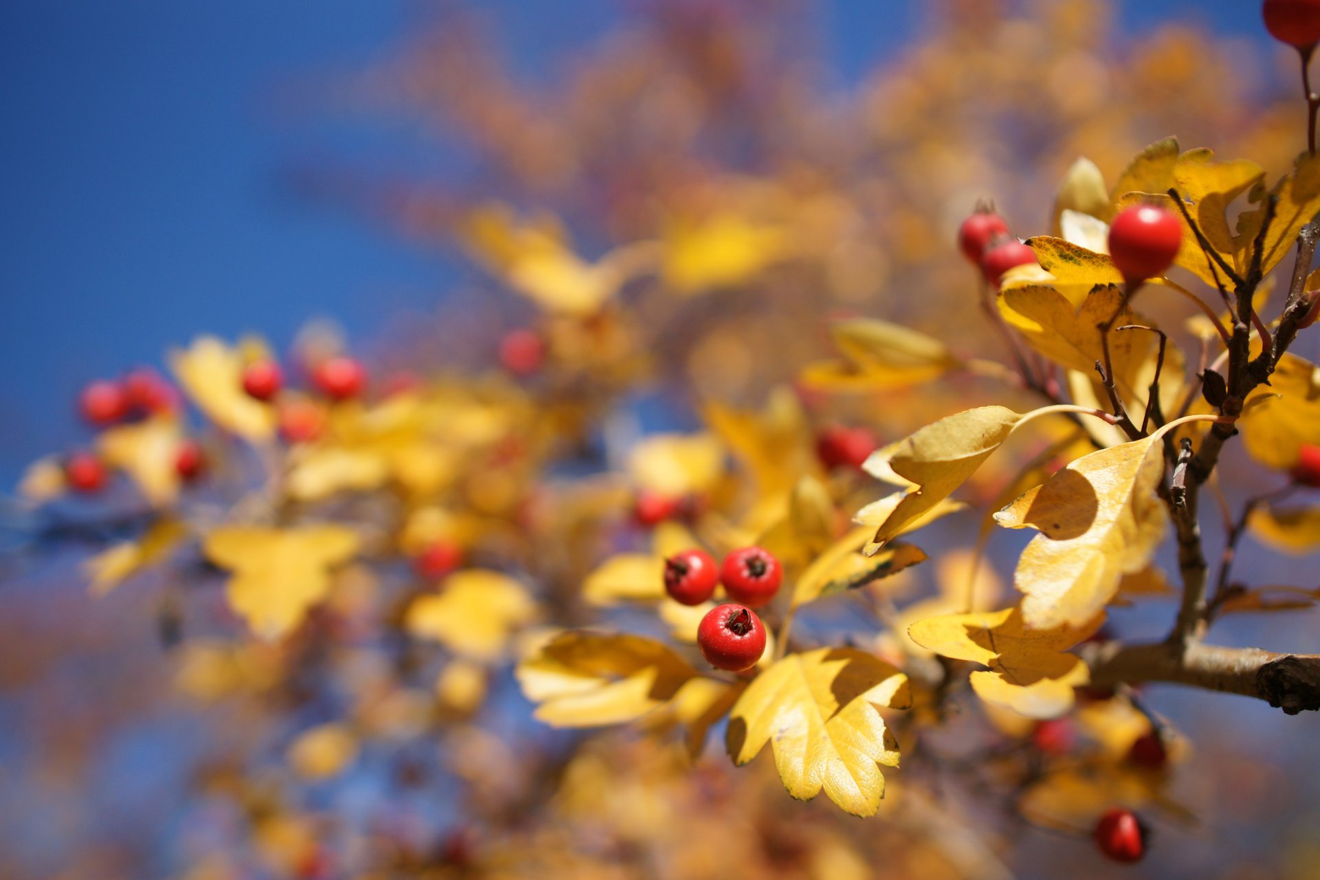 bacche biancospino rosso volpe autunno ramo albero sfondo cielo abbagliamento sfocatura