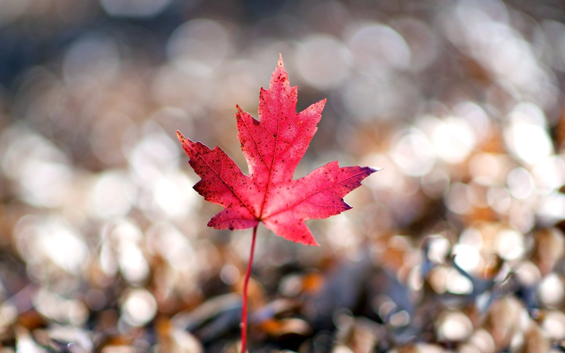 macro leaf leaflet red pink shape bokeh blur macro leave background wallpaper widescreen fullscreen widescreen widescreen