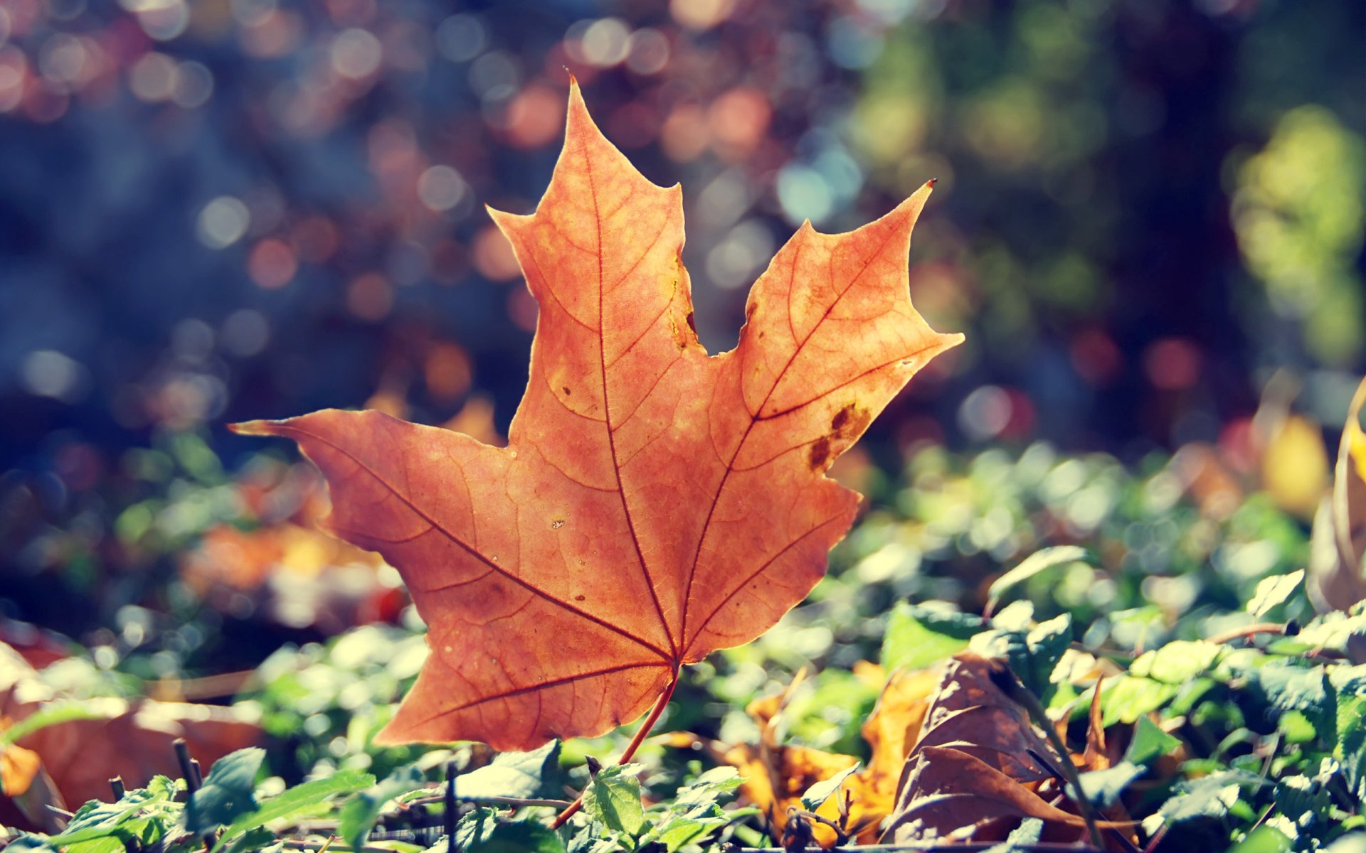 foglia secco autunno acero erba sole luce