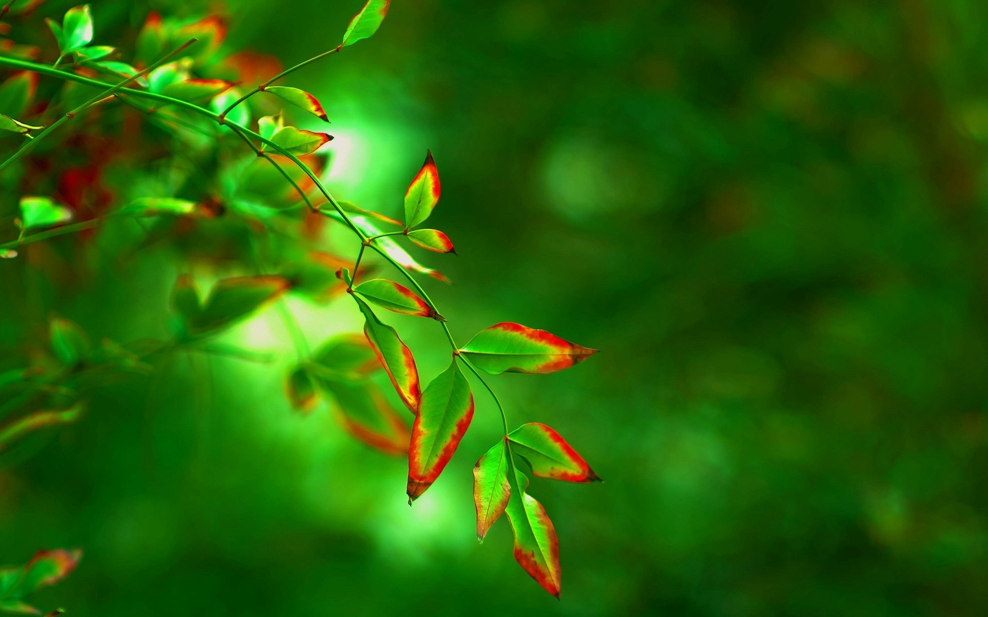 makro blatt blatt blätter grün rot form baum unschärfe hintergrund tapete widescreen vollbild widescreen widescreen