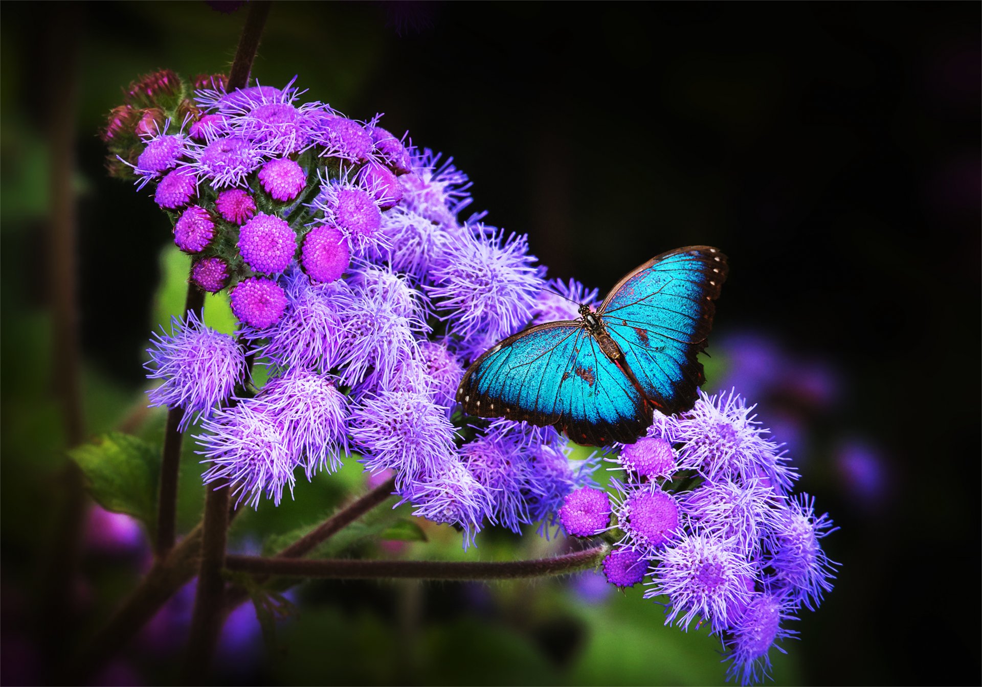 flower wallpaper butterfly wings exotic tropic