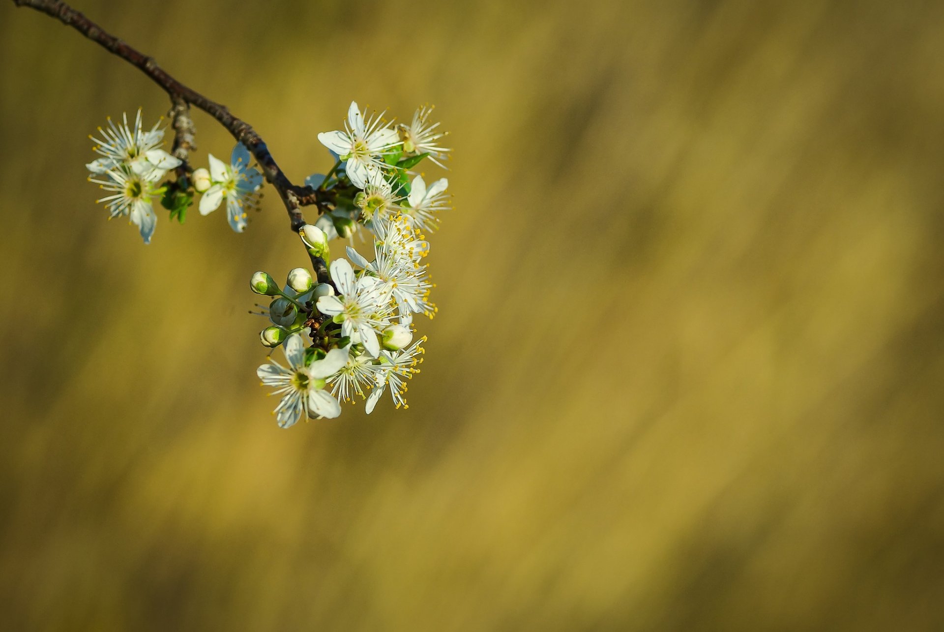 rama flores blanco floración primavera fondo