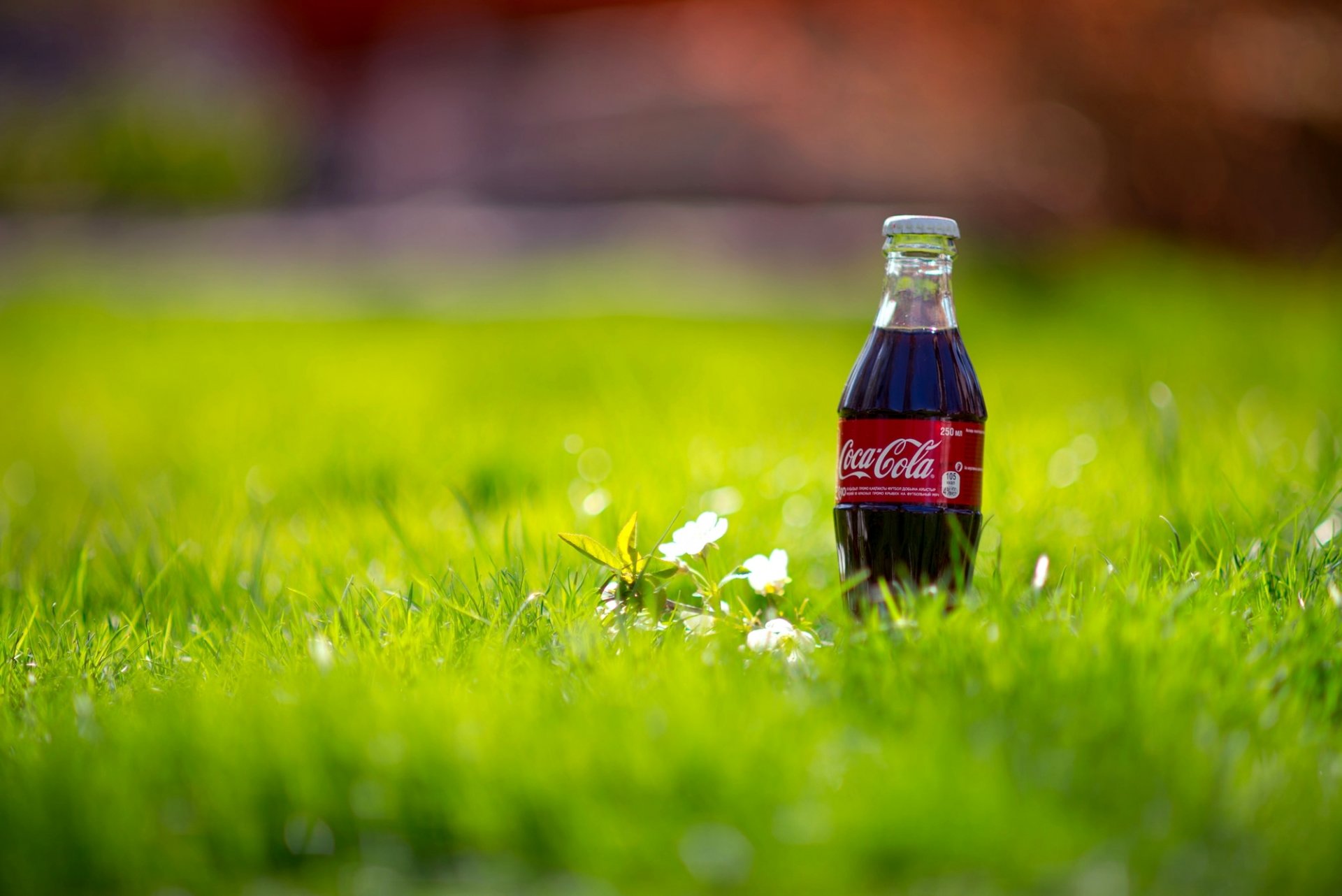 coca-cola coca-cola bouteille biberon boisson herbe nature printemps gros plan