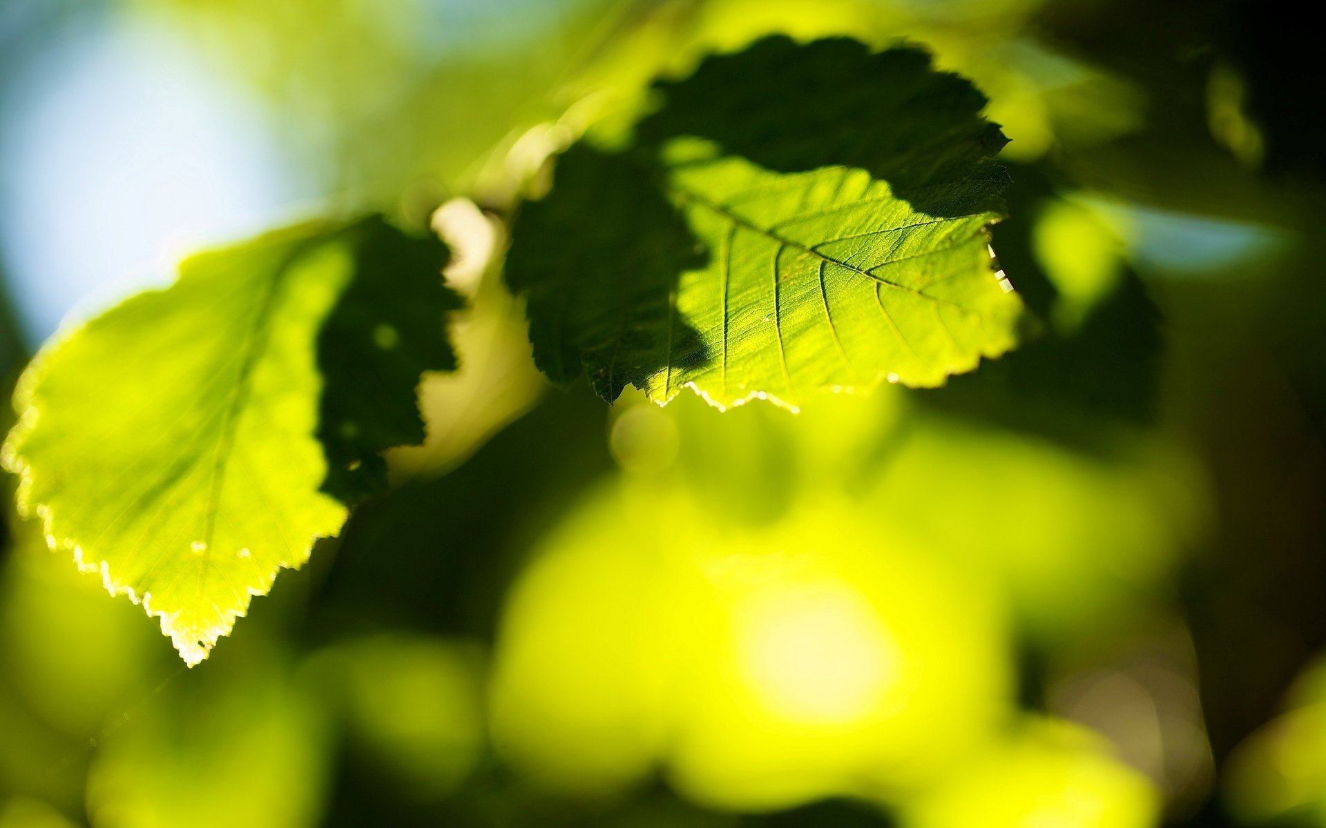 macro hoja hoja hojas verde sol bokeh desenfoque árbol árboles macro fondo papel pintado pantalla ancha pantalla completa pantalla ancha pantalla ancha