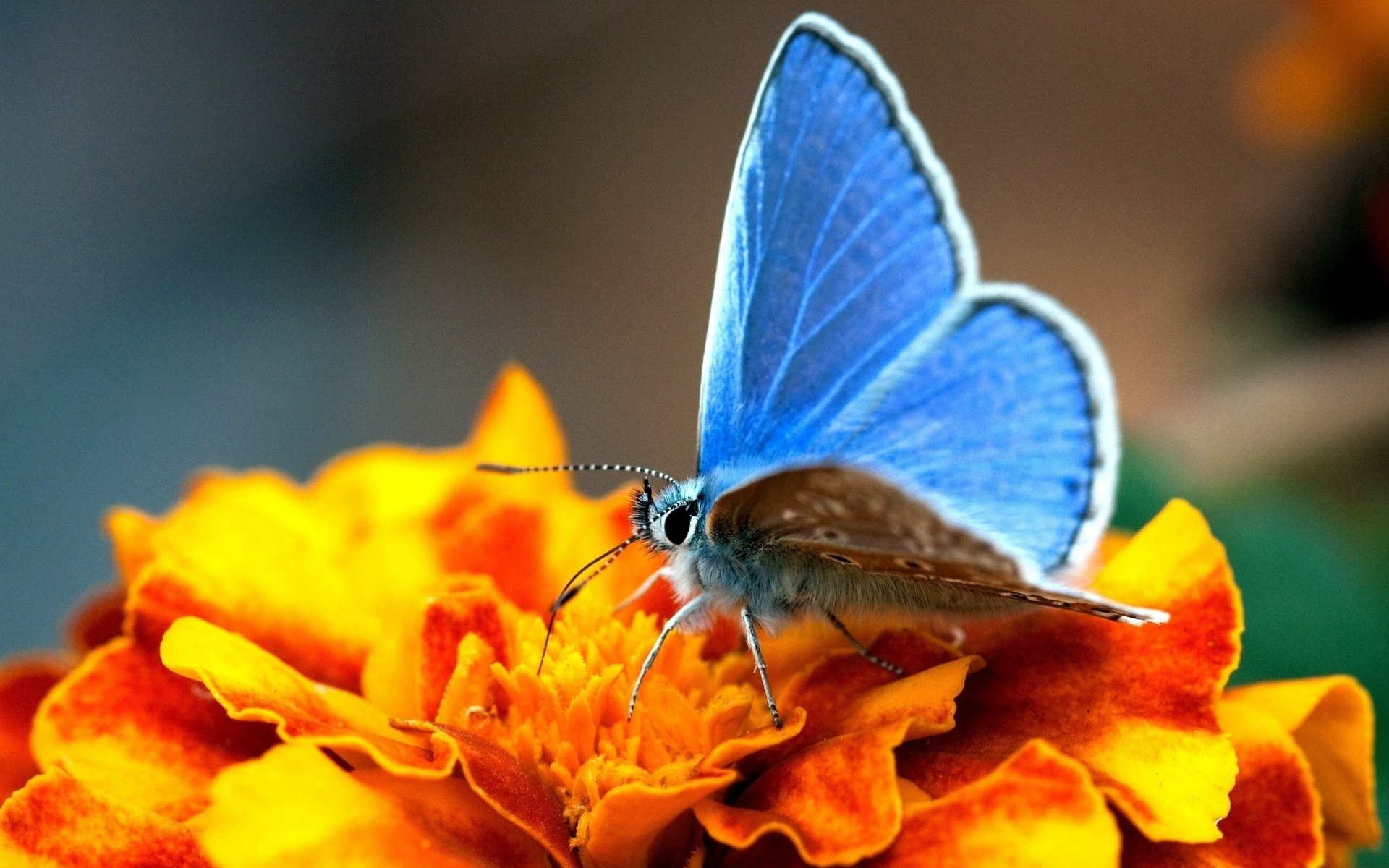 flower yellow butterfly wings blue